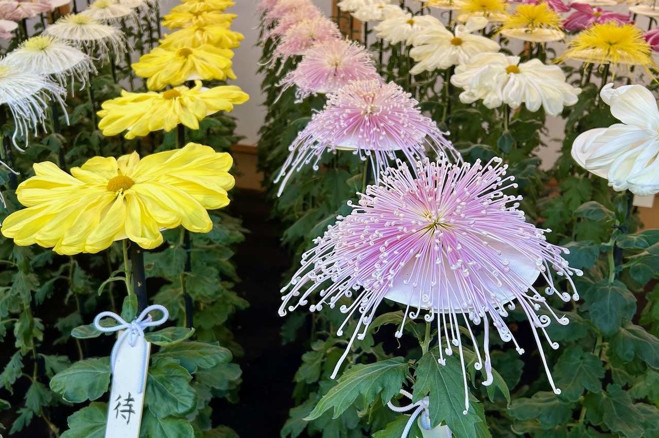 Chrysanthemum display in Japan
