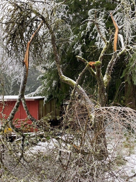 Typical tree damage from ice storm