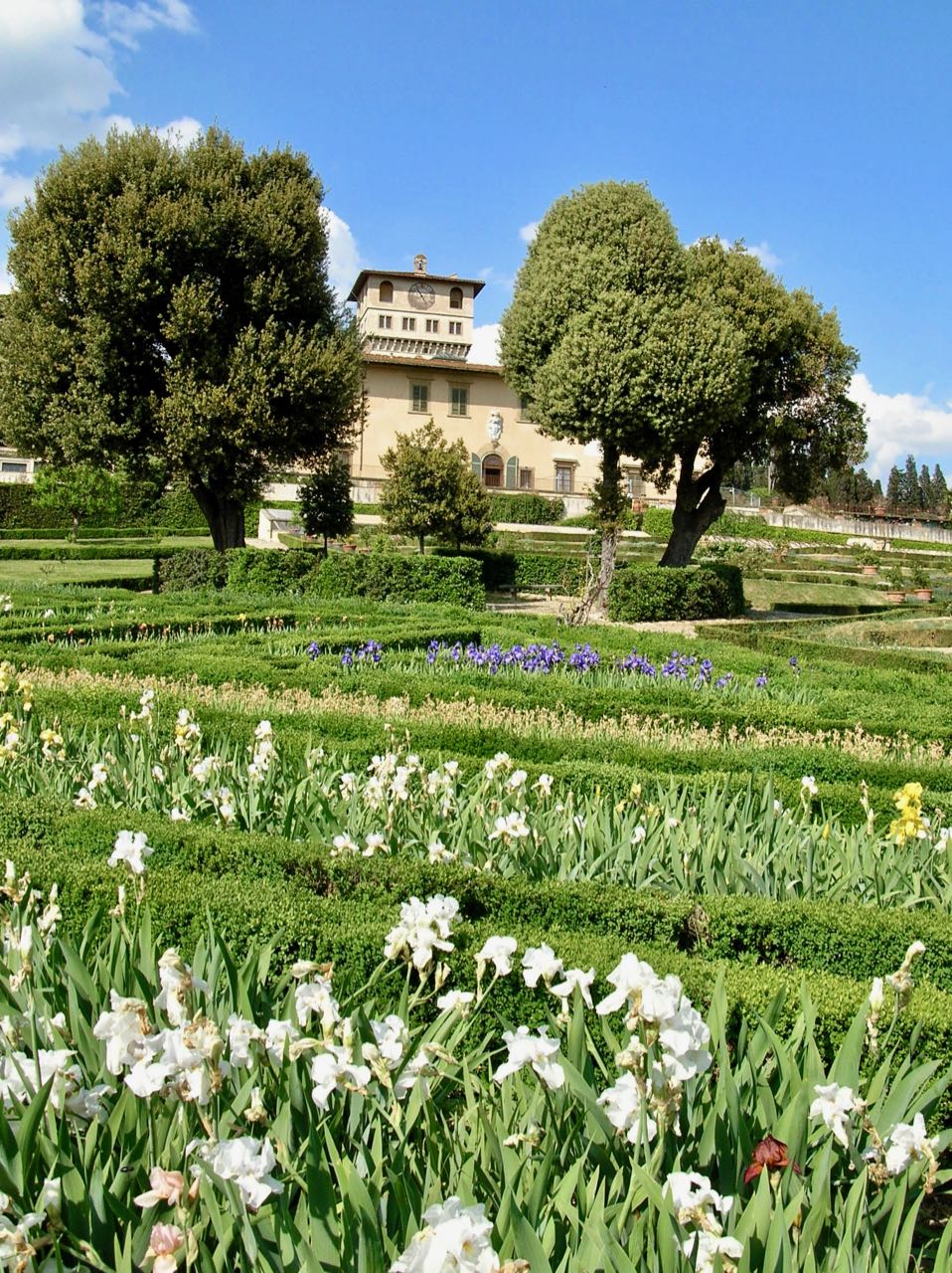 Iris in Tuscany
