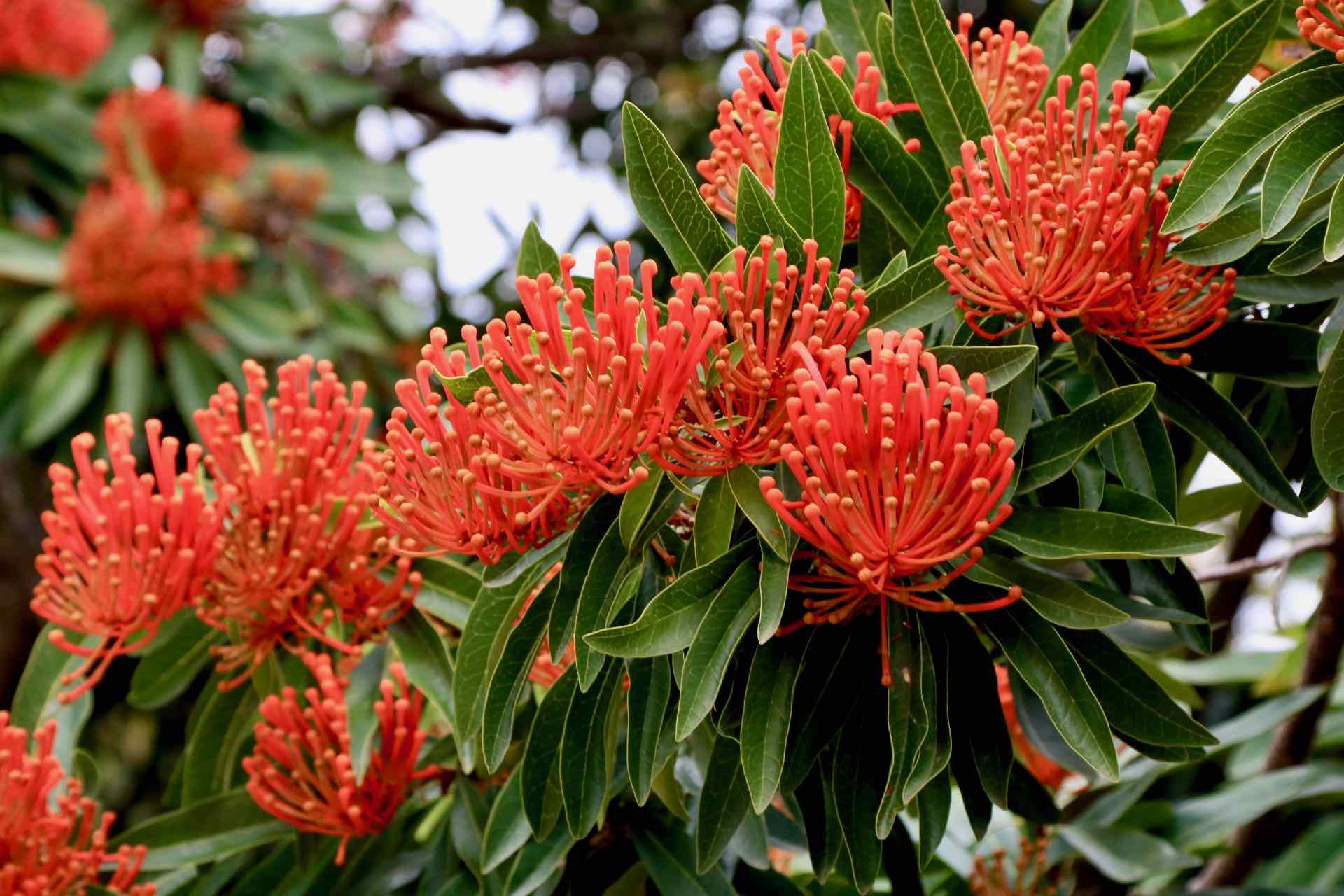 Australian native plant